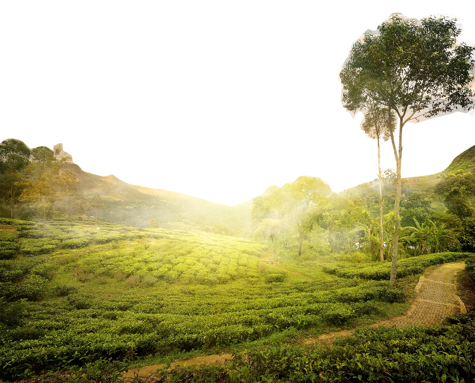 Tea production in Sri Lanka Tea production in Sri Lanka graphy, Qinhuangdao sun under the mountain, landscape, tea, computer Wallpaper png